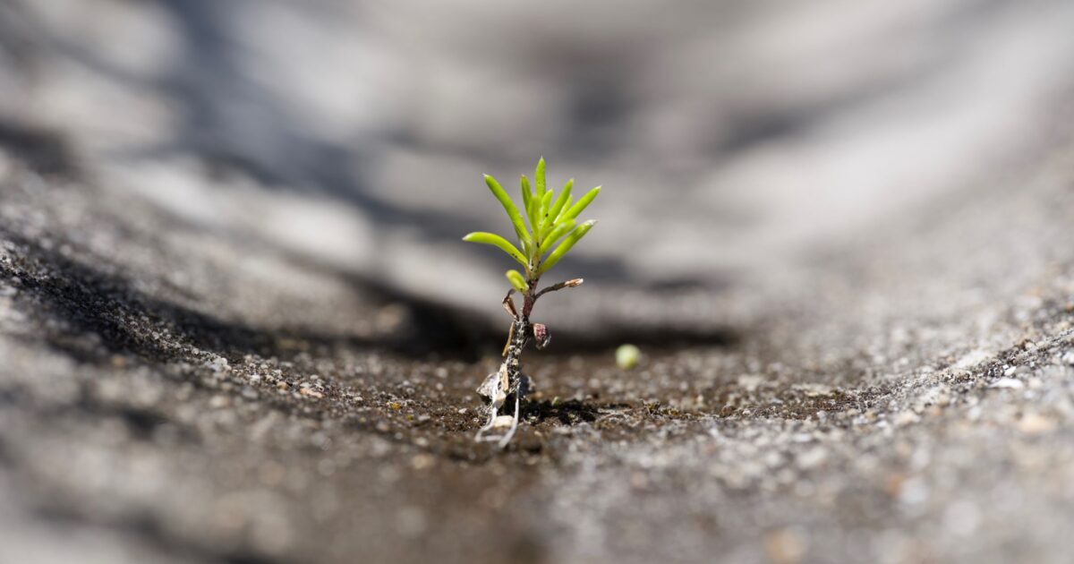 A small green sprout growing up through a crack in gray concrete, in sharp focus against a soft blurred background.